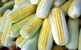 雙玉青貯5號玉米種子特征特性