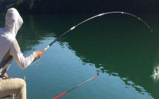伊勢(shì)尼釣鰱鳙用多大的鉤，需要參考魚(yú)的體型