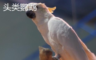 頭類鸚鵡和面類鸚鵡的區(qū)別是什么，嘴巴顏色和品種數(shù)量均不同