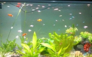 魚缸氧氣太多好不好，根據(jù)魚兒的飼養(yǎng)密度決定