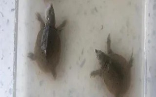 甲魚(yú)的孵化溫度，以33℃左右為宜