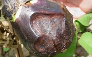 茄子有哪些病蟲害，常見的有褐紋病、疫病、炭疽病等