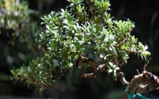 怎么養(yǎng)珍珠羅漢松，掌握根系和葉片的比例可提高成活率