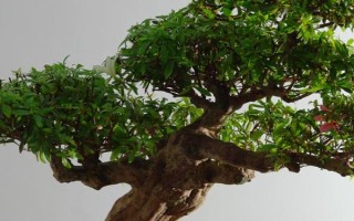 赤楠樹的寓意，寓意生活的美滿