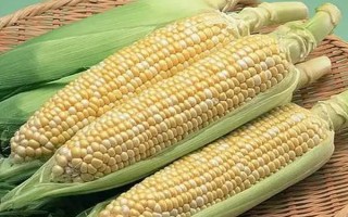 奧玉青貯5102玉米品種簡介，每畝追施尿素30公斤