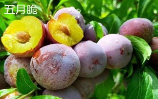 嘉慶子的簡介，是指李子具有酸甜的味道