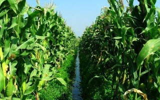 成單90玉米品種的特性，中抗大斑病