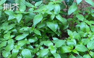羅勒和荊芥的區(qū)別，葉片、味道和葉柄均不同