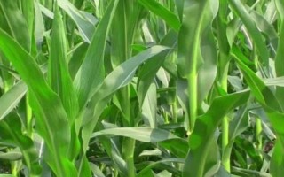 金香甜糯228玉米種子特征特性，每畝施15～20公斤尿素