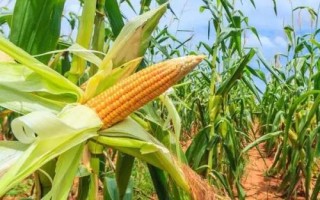 中楚301玉米種子特征特性，中等以上肥力地塊種植