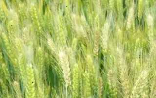 唐科299小麥種簡(jiǎn)介，適宜播期為10月5日～20日