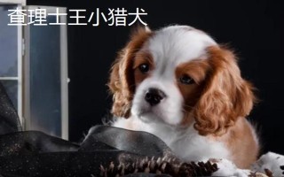 有哪些短毛大型犬，包括大丹犬、杜賓犬、羅威納犬等品種