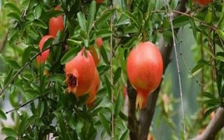 我國石榴主要栽培區(qū)域，我國南北都有栽培