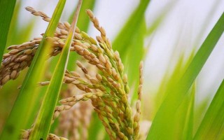 早粳占水稻種子介紹，感溫型常規(guī)稻品種