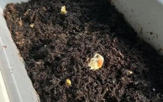 洋蔥的種植方法，對畦面澆足水再播種