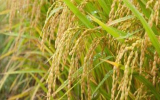 望兩優(yōu)851水稻種子特征特性，每畝有效穗數(shù)15.4萬穗