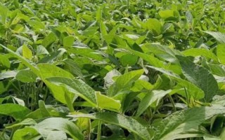 大豆的播種時間，一年四季都可以播種