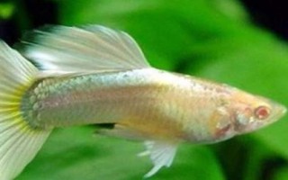 孔雀魚每次喂多少合適，根據(jù)生長的情況決定