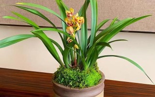 8月份能不能給蘭花換盆，可以更換但不是最佳時期