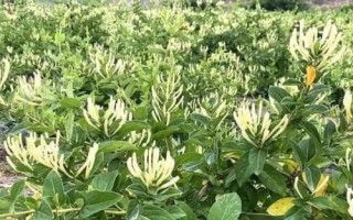 農(nóng)村熱門的藥材種植項(xiàng)目，枸杞的產(chǎn)量一般更加穩(wěn)定