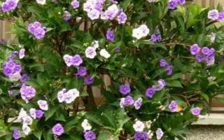 鴛鴦茉莉簡介，屬于多年生常綠小灌木