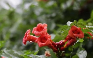 東北的凌霄花如何在室外越冬，需控制澆水量并做好防寒措施
