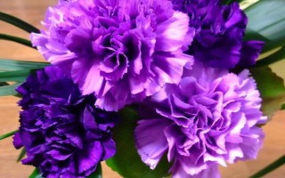 康乃馨的花語，代表永恒、質(zhì)樸、健康、母親的愛