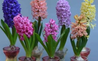 風(fēng)信子簡介，20世紀(jì)50年代開始傳入中國
