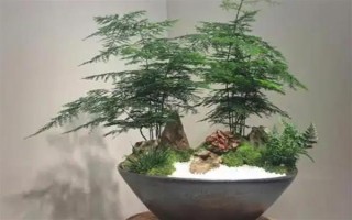 文竹冬季的養(yǎng)護(hù)方法，需及時(shí)保暖