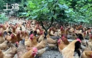 飼料雞多久出欄，2個月左右即可出欄