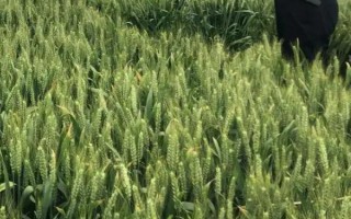 太412小麥品種簡(jiǎn)介，小穗密度適中