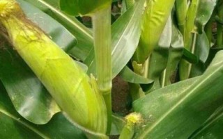 碩秋702玉米種子特征特性，中抗小斑病