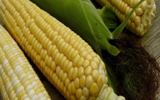 聯(lián)達288玉米品種簡介，適宜密度為4000株/畝
