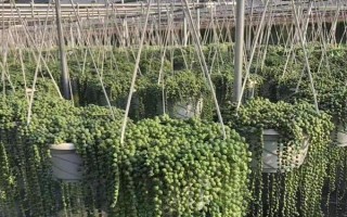 翡翠珠的養(yǎng)殖方式，每隔4-5天澆一次即可