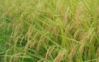 盛泰優(yōu)997水稻品種的特性，秈型三系雜交水稻品種