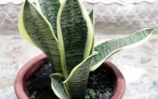 虎耳蘭的種植方法，生長(zhǎng)期間讓土壤保持濕潤(rùn)