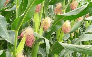 金科玉3306玉米種子特點，適宜播期4月下旬