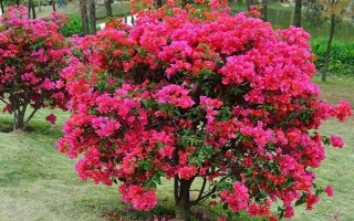 三角梅的花期有多長，養(yǎng)護得當(dāng)一年四季開花不斷
