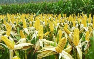 牡玉318玉米種子特征特性，種植密度不宜過大