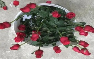 玫瑰花醒花要多久，醒花要4小時左右