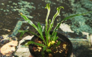 鳥巢蕨有哪些主要品種，有灣鳥巢蕨、羽葉鳥巢蕨等