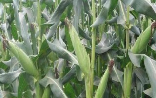 先玉1912玉米品種的特性，種植密度4500株/畝左右