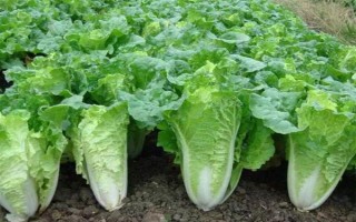 哪些蔬菜可以在6月份種植，適合選擇黃瓜、番茄、豇豆等品種