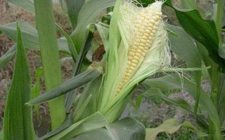 京花糯2008玉米種子特征特性
