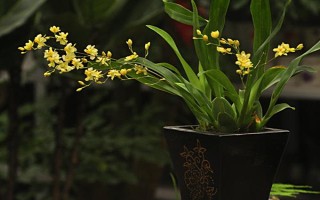 文心蘭的開花時間，一般為10月份中旬