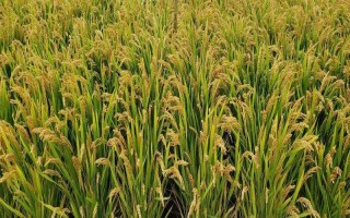 旌優(yōu)華占水稻種子特征特性，晚稻6月下旬至7月上旬播種