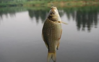 3號(hào)溪流鉤適合釣鯽魚嗎，2兩至3兩的適合