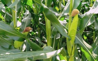 金慶708玉米種子特征特性，在適應區(qū)4月下旬播種