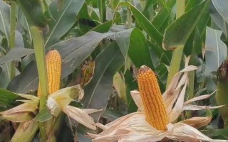 裕豐308玉米品種簡介，中上等肥力地塊種植