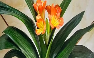 君子蘭花蕾出不來怎么辦，要保持充足光照條件
